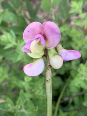 Sphenostylis marginata