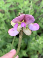 Sphenostylis marginata