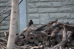 Sciurus carolinensis