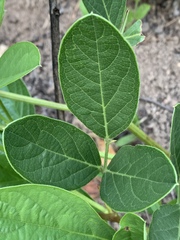 Sphenostylis marginata