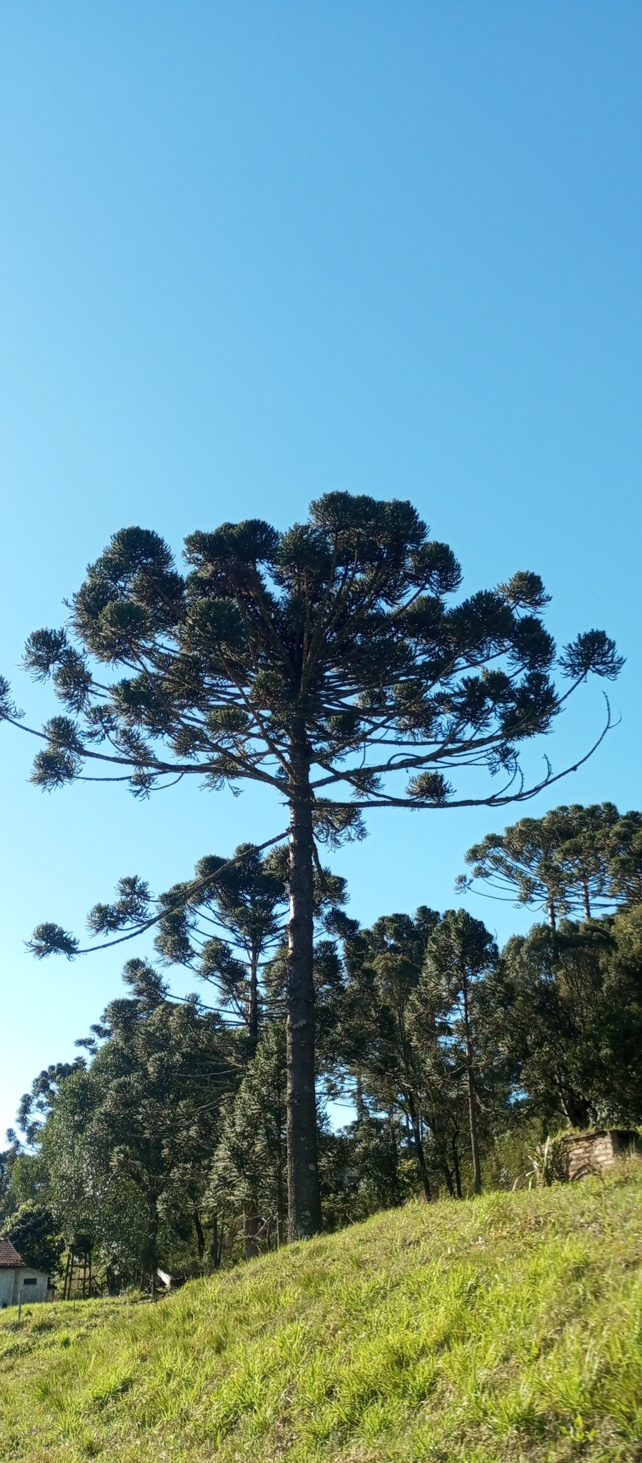 Araucaria angustifolia