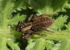 Alopecosa pulverulenta