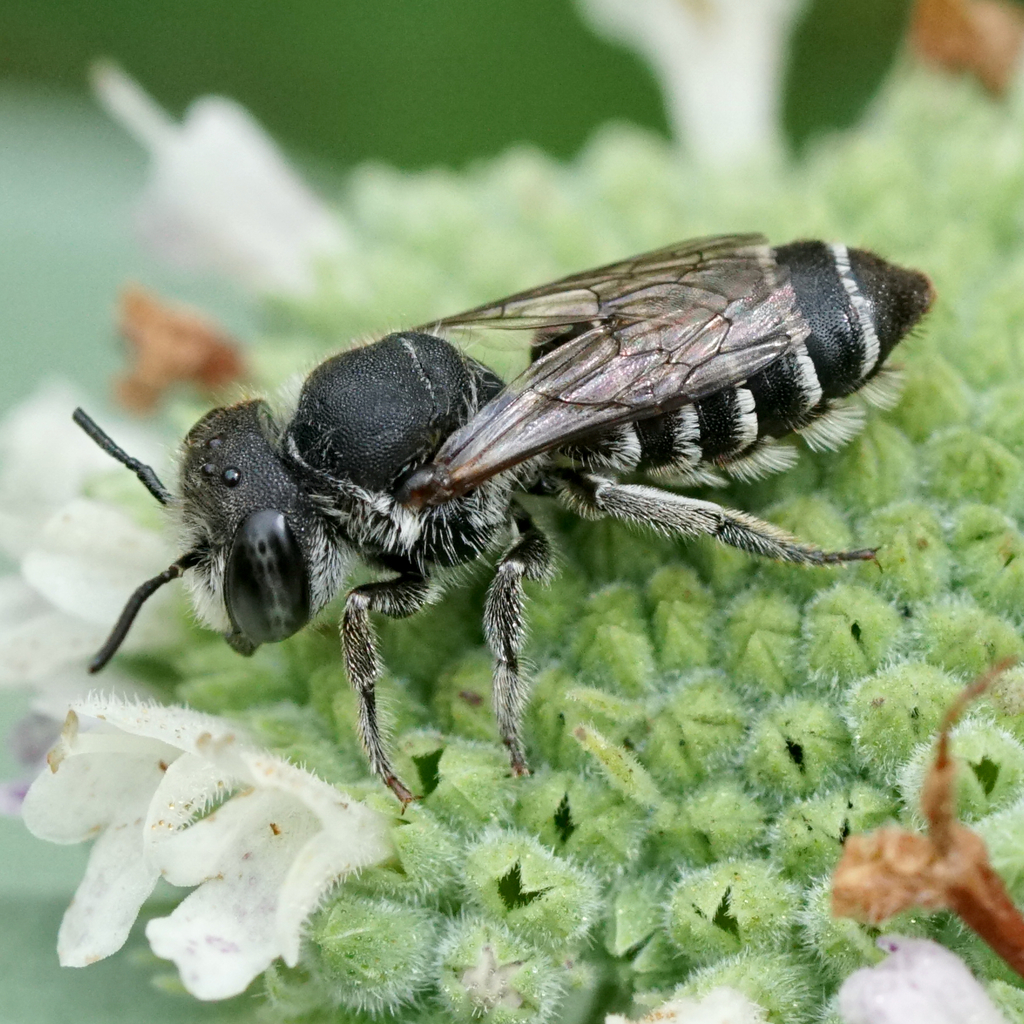 Alfalfa leafcutter bee (Megachile rotundata)
