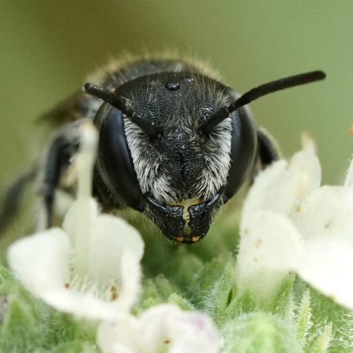 Alfalfa Leafcutter Bee photo 5