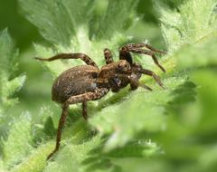 Alopecosa pulverulenta