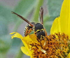 Ancistrocerus bustamente