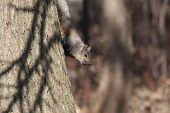 Sciurus carolinensis