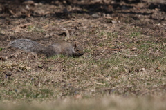 Sciurus carolinensis