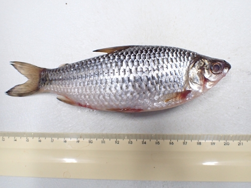 Santa Catarina curimata (Cyphocharax santacatarinae) — Curimatidae