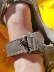 Xylotrechus nauticus