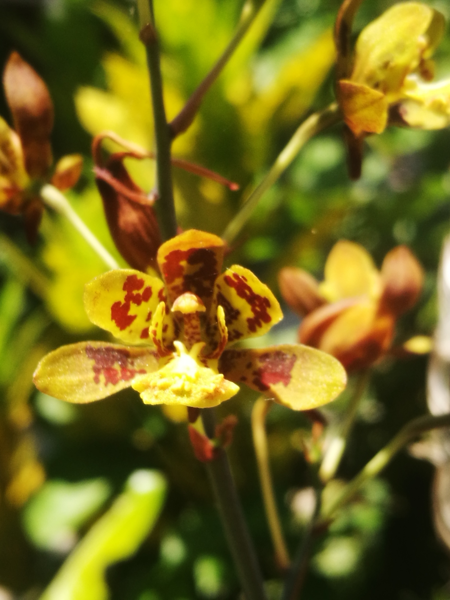 Imagem de Orquídea-bambu