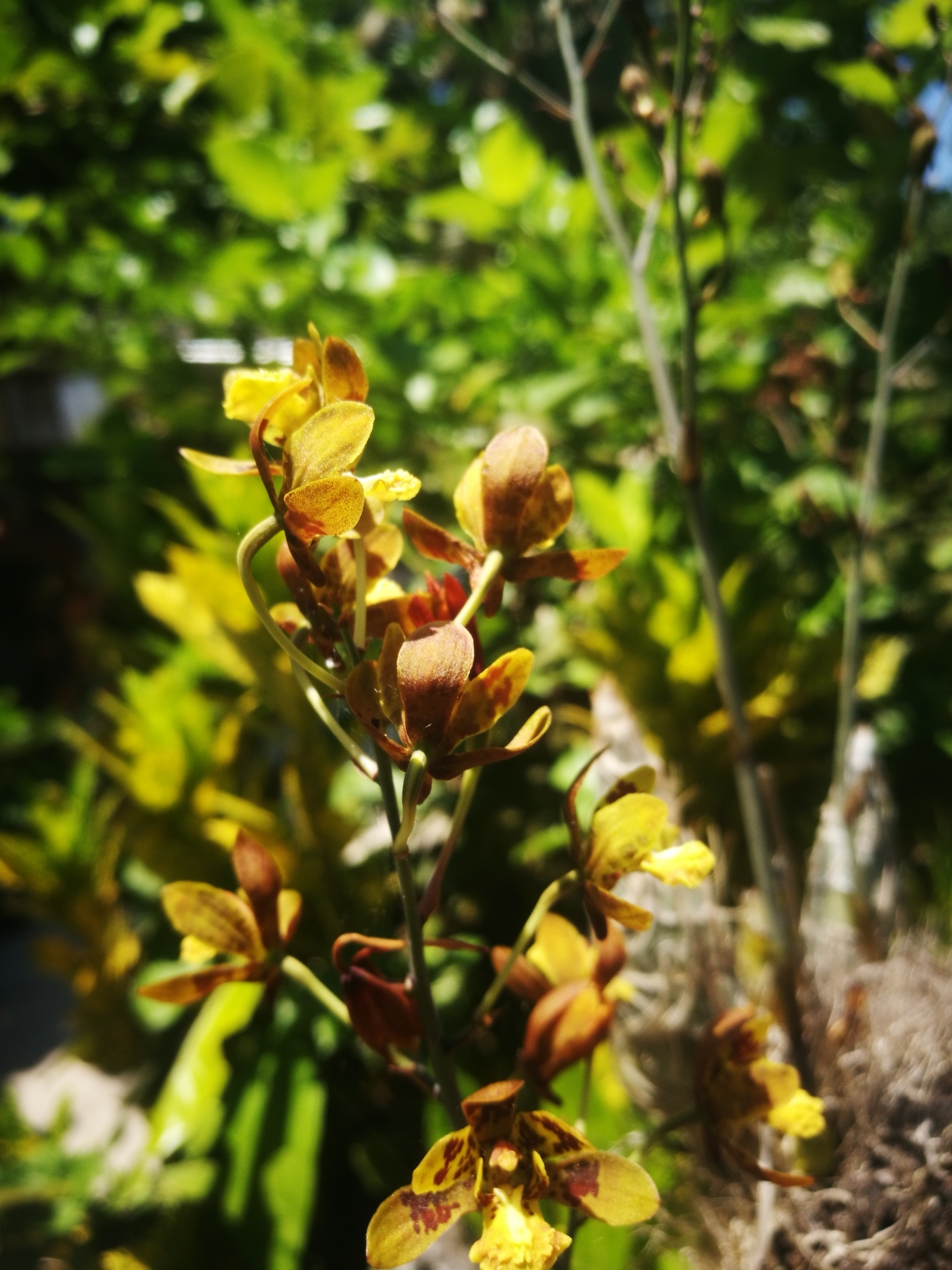 Imagem de Orquídea-bambu