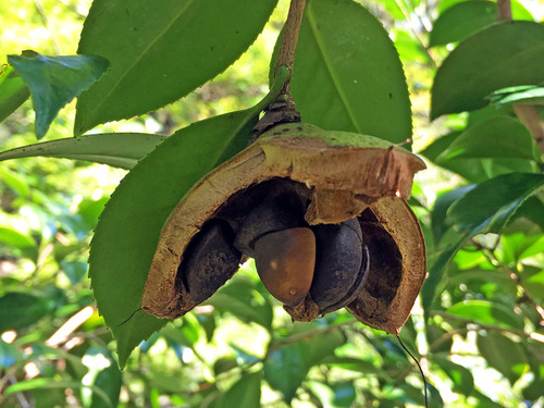Camellia sasanqua