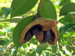 Camellia sasanqua