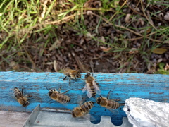 Apis mellifera