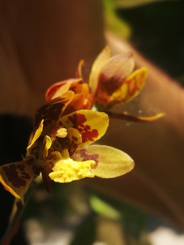 Graphorkis concolor var. alphabetica image