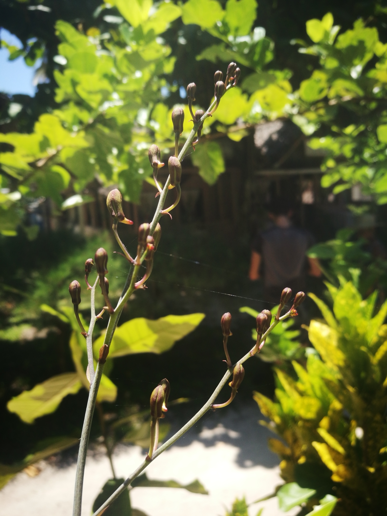 Imagem de Orquídea-bambu