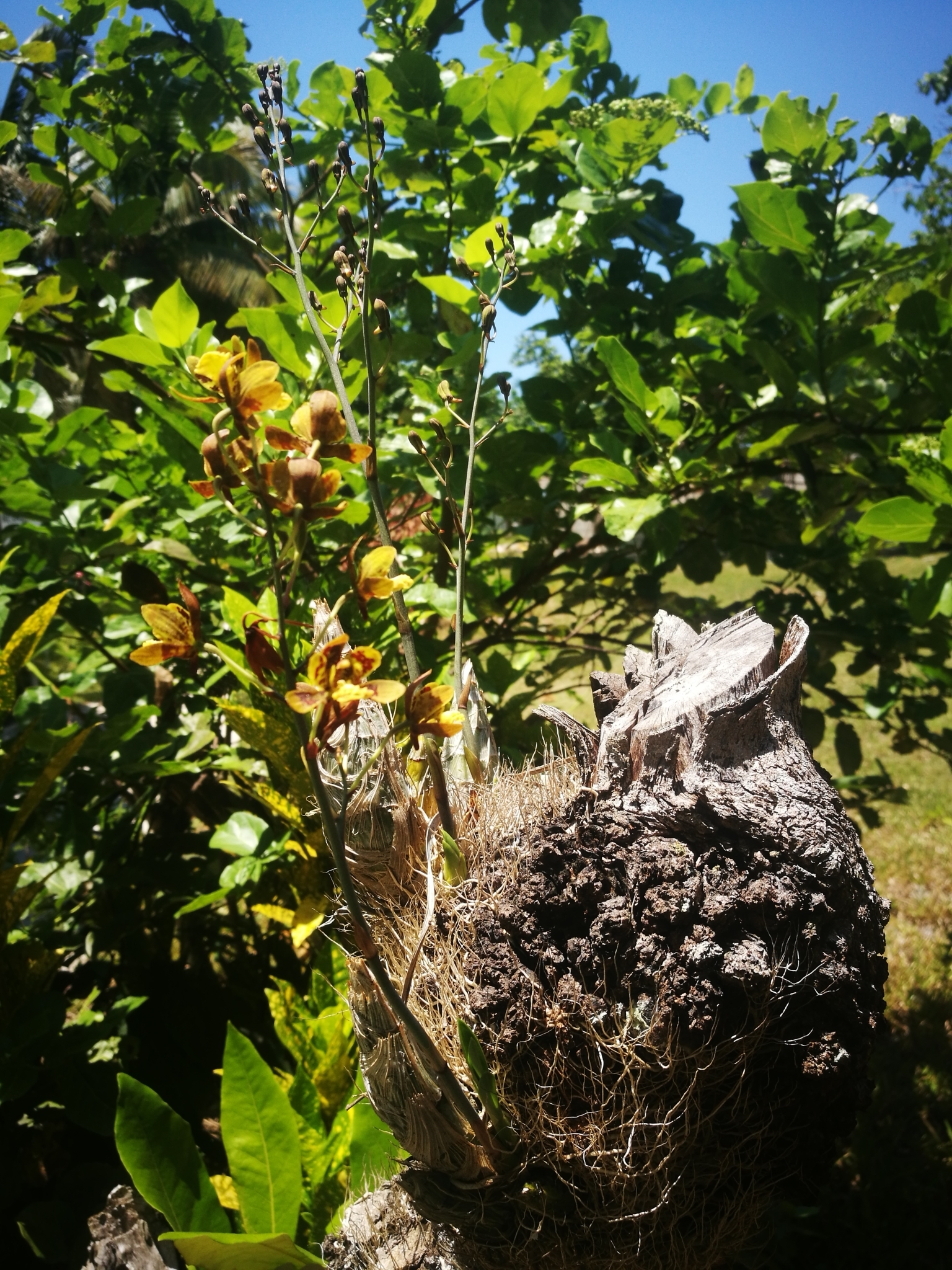 Imagem de Orquídea-bambu