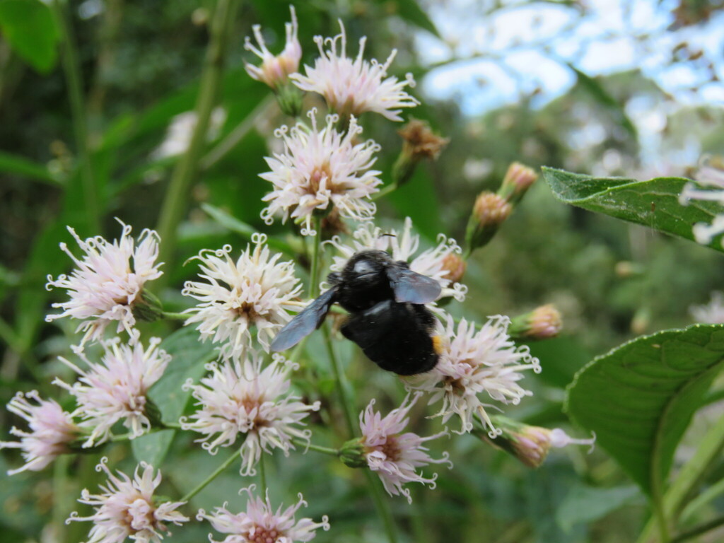 Dasyxylocopa
