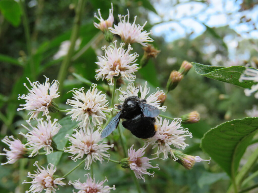 Xylocopa bimaculata