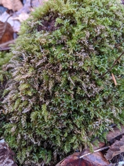 Pseudobryum
