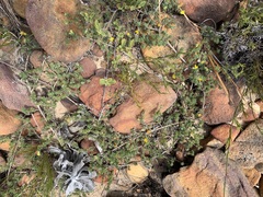 Aspalathus juniperina