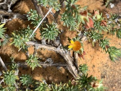 Aspalathus juniperina