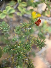 Aspalathus juniperina