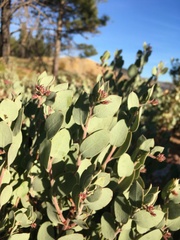 Arctostaphylos nissenana