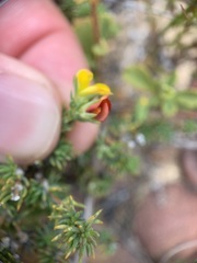 Aspalathus juniperina