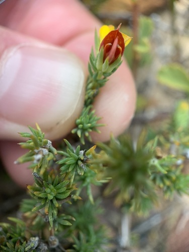 Image of Aspalathus juniperina by (c) Matthew Fainman, some rights reserved (CC BY)