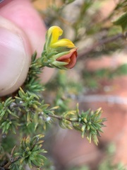 Aspalathus juniperina