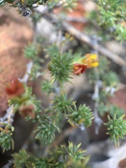 Aspalathus juniperina