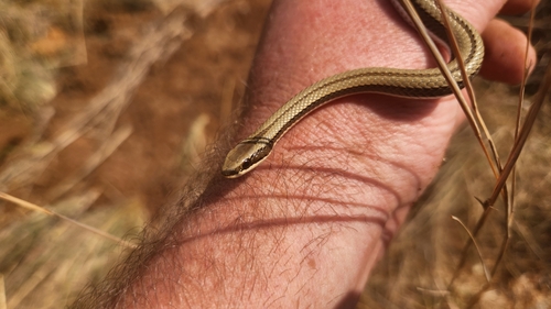 Striped Skaapsteker