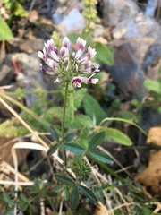 Trifolium obtusiflorum