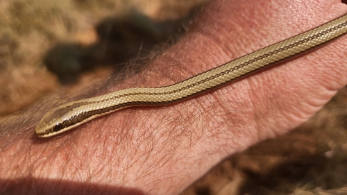 Striped Skaapsteker