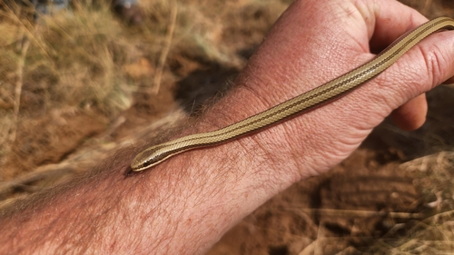 Striped Skaapsteker