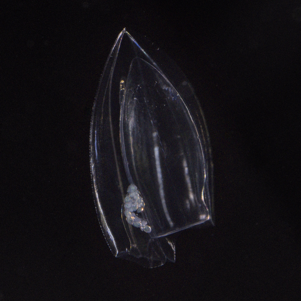 Muggiaea atlantica