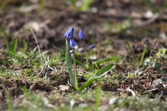 Scilla siberica
