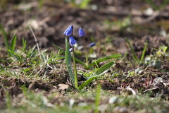 Scilla siberica