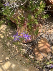 Wahlenbergia subulata