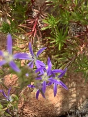 Wahlenbergia subulata
