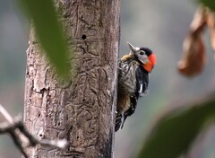 Crimson-Breasted Woodpecker photo 2