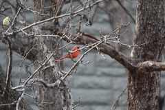 Cardinalis cardinalis