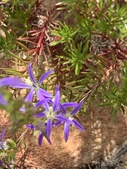 Wahlenbergia subulata