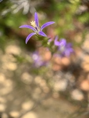 Wahlenbergia subulata