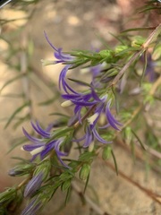 Wahlenbergia subulata