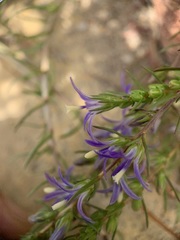 Wahlenbergia subulata