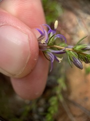 Wahlenbergia subulata