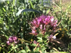 Polanisia dodecandra riograndensis